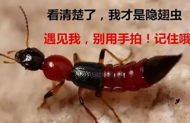 【健康科普】用手拍死這種蟲，當(dāng)心皮膚潰爛??！